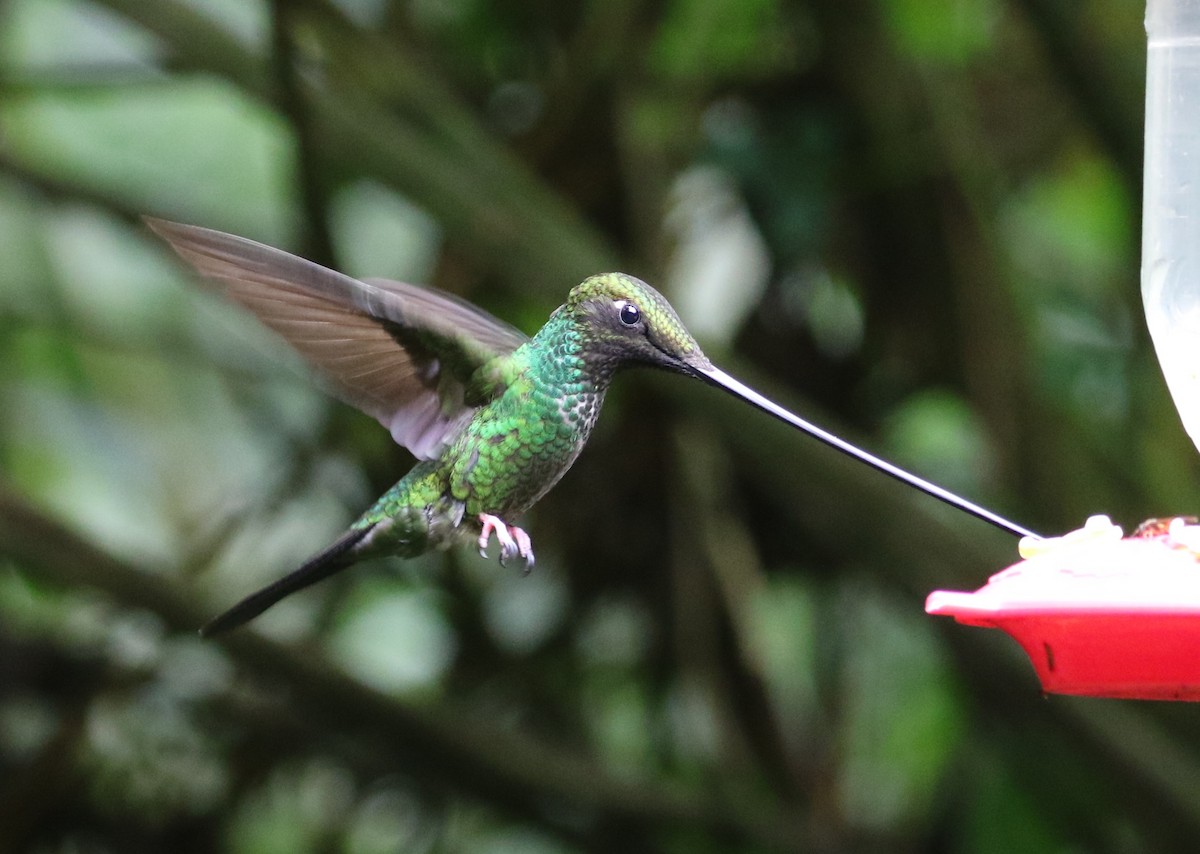 Sword-billed Hummingbird - ML126730131