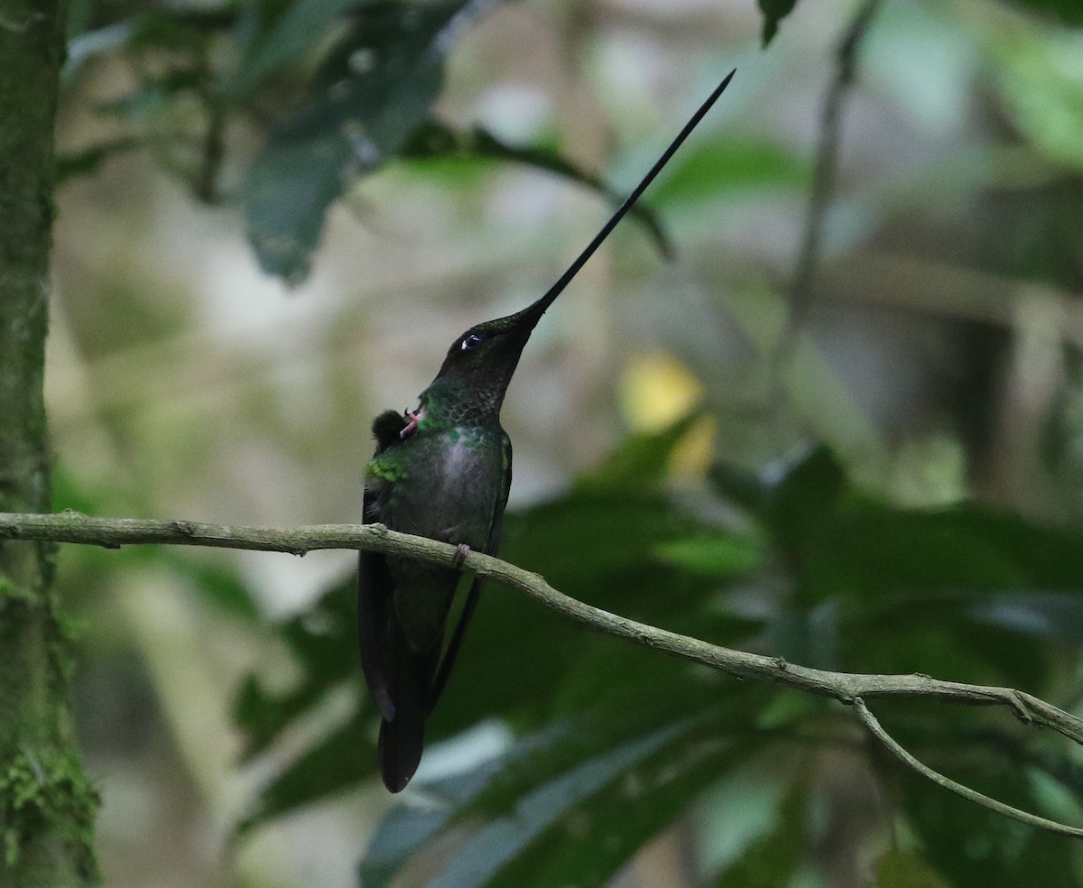 Sword-billed Hummingbird - ML126730151