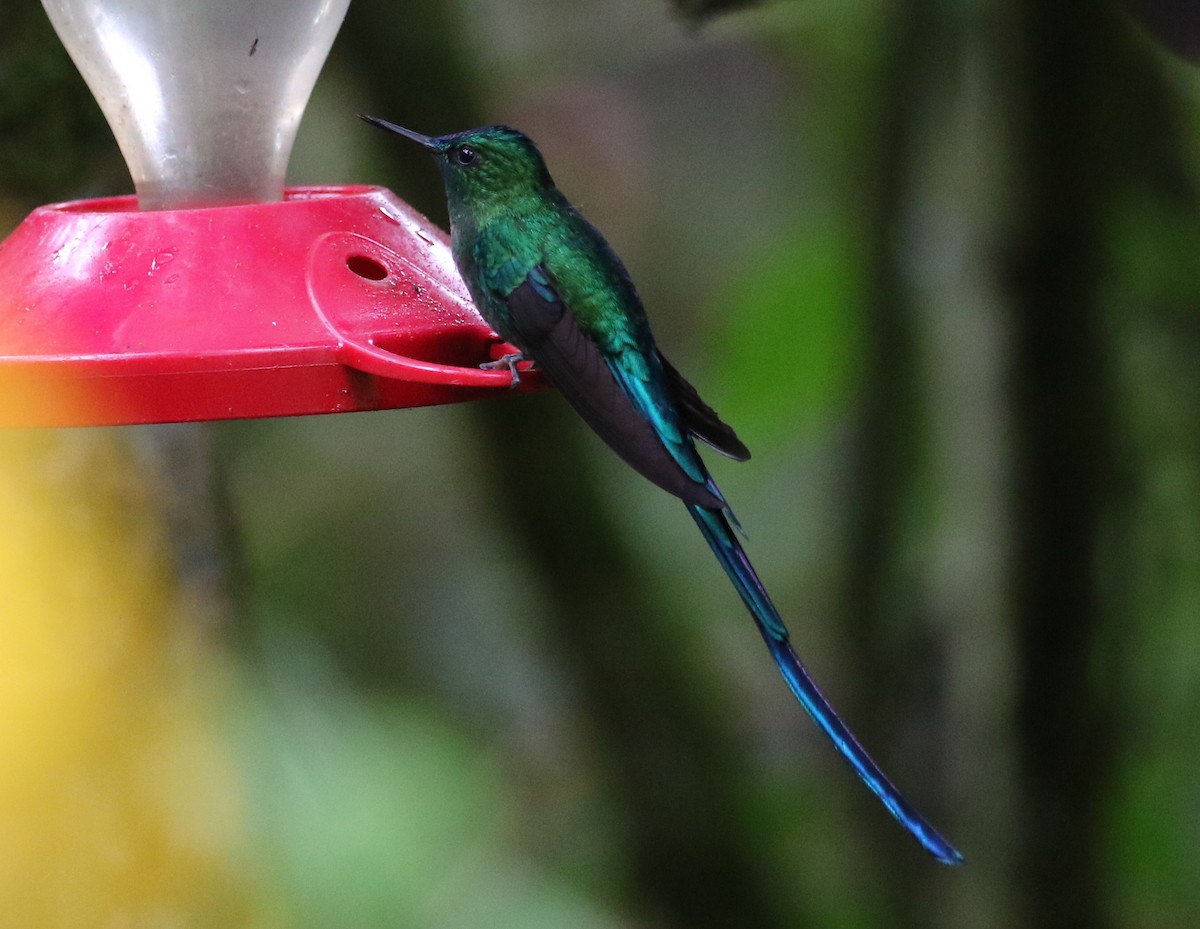 Long-tailed Sylph - ML126730181