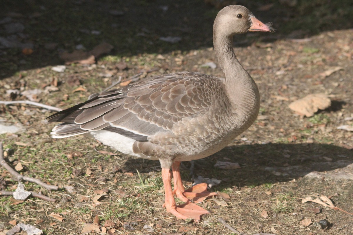 Greater White-fronted Goose - Thomas Ford-Hutchinson