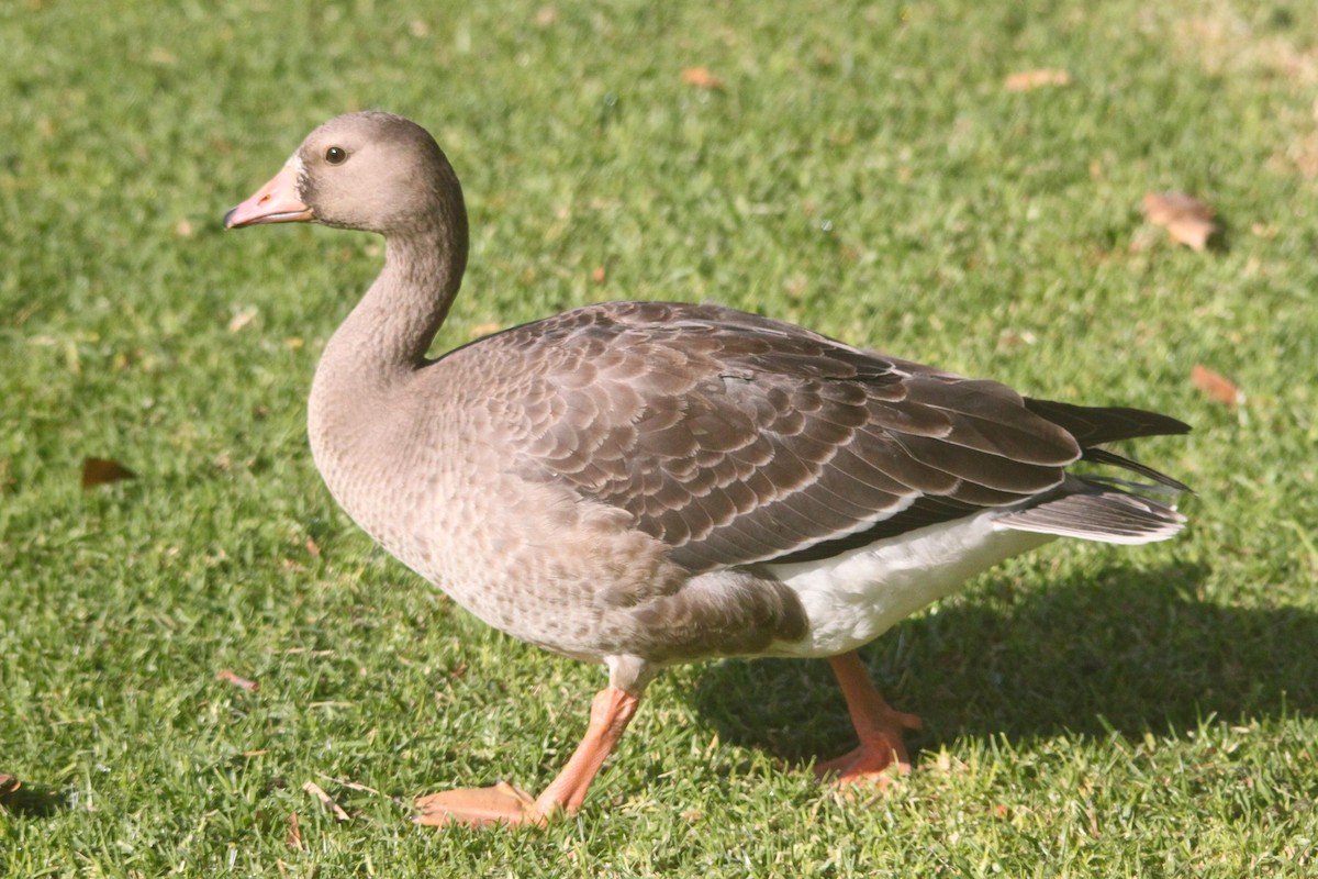 Greater White-fronted Goose - ML126737801