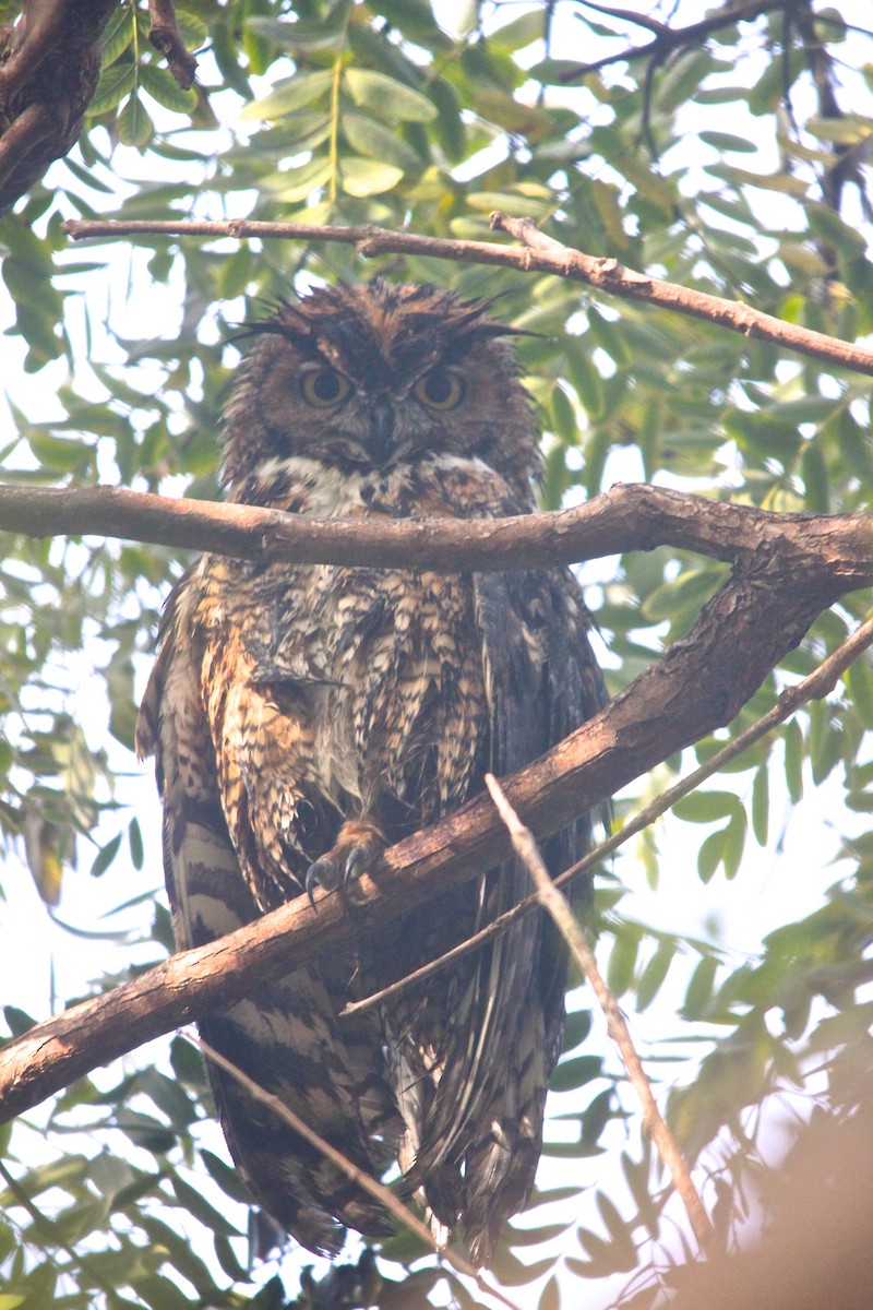Great Horned Owl - ML126737821