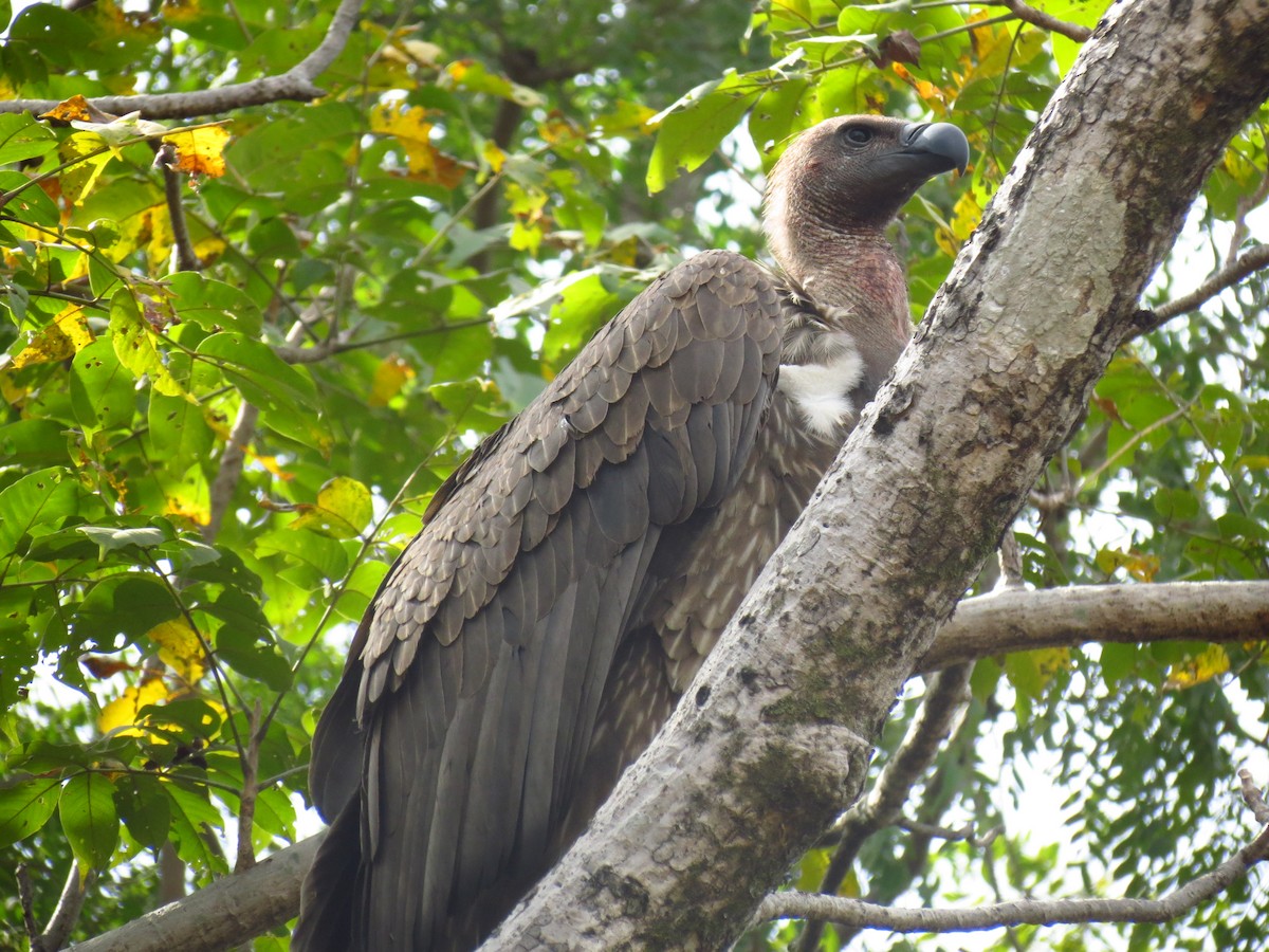 Indian Vulture - ML126738111