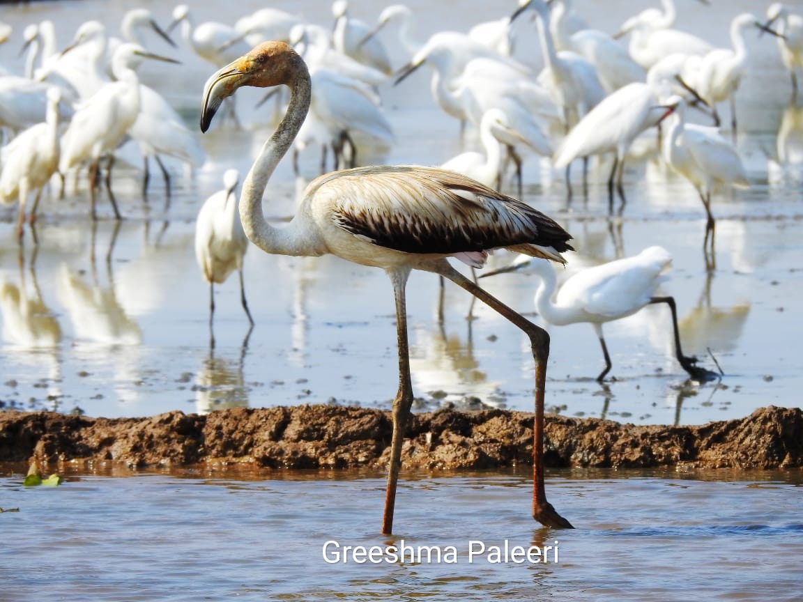 Greater Flamingo - greeshma paleeri