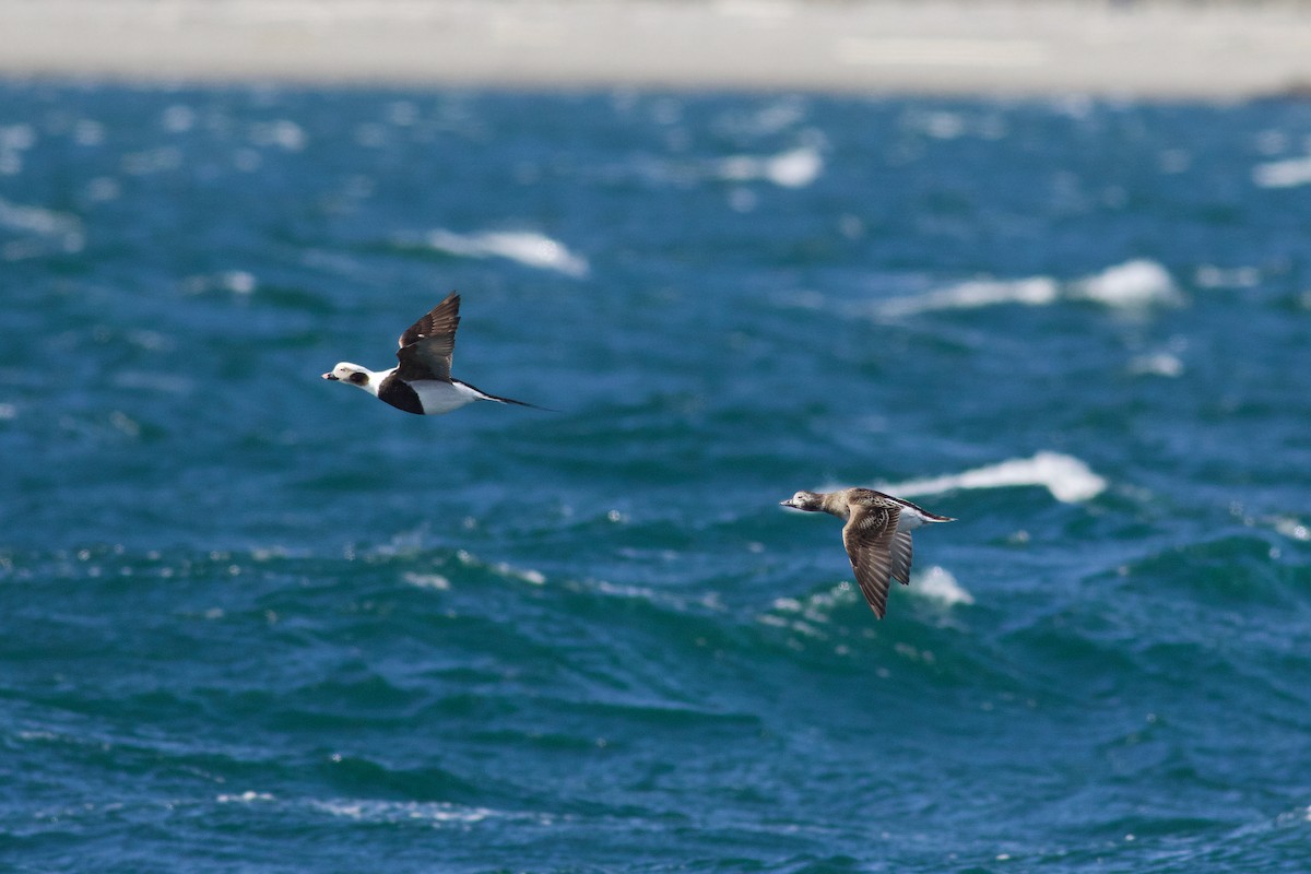 Long-tailed Duck - ML126741281
