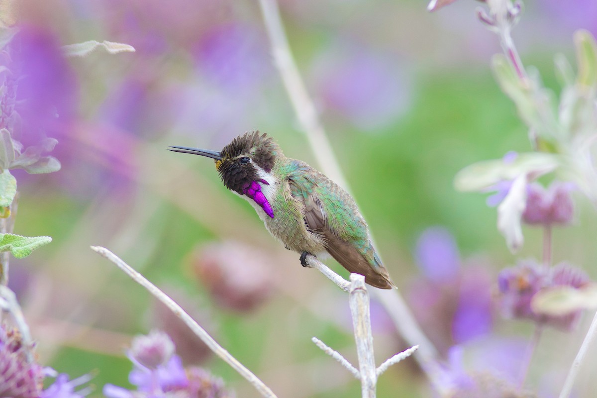 Costa's Hummingbird - ML126741441