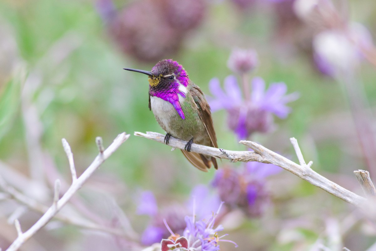 Costa's Hummingbird - ML126741451