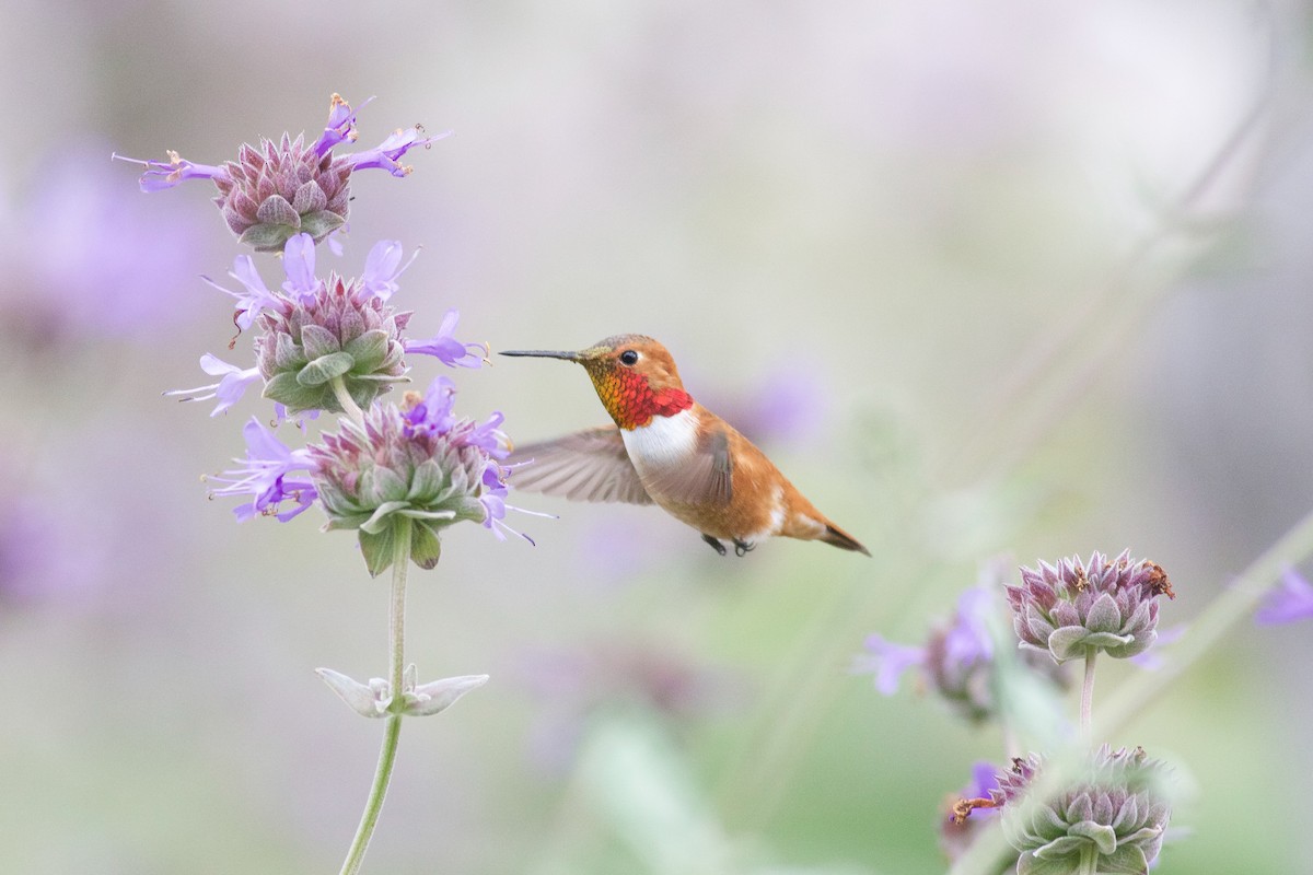Rufous Hummingbird - Thomas Ford-Hutchinson