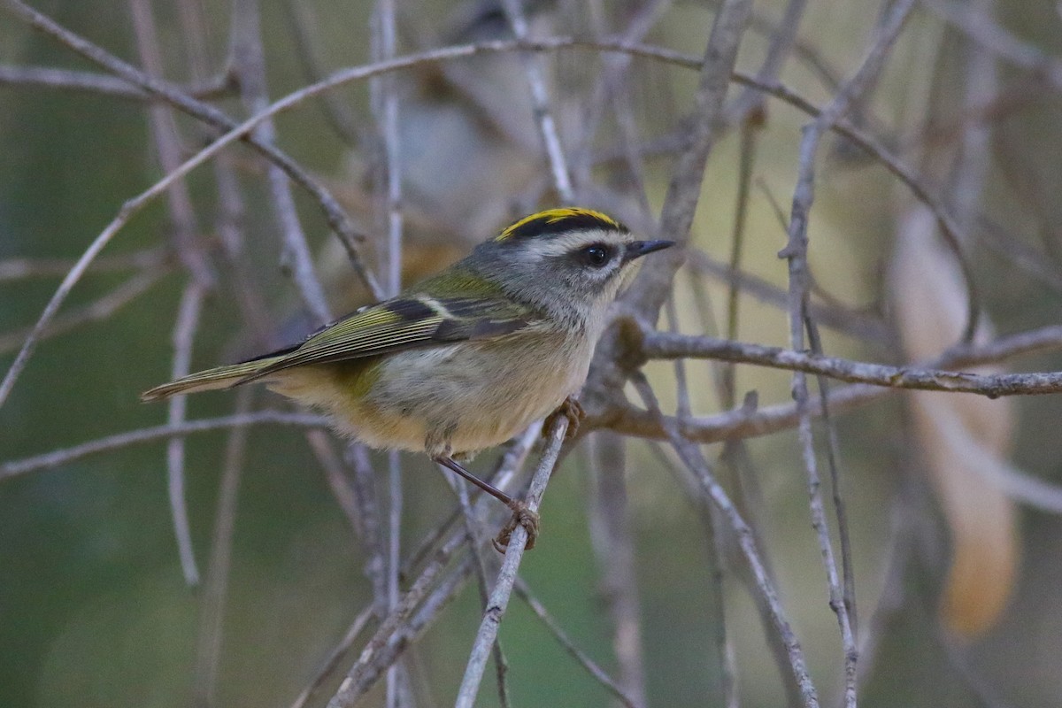 Golden-crowned Kinglet - Thomas Ford-Hutchinson