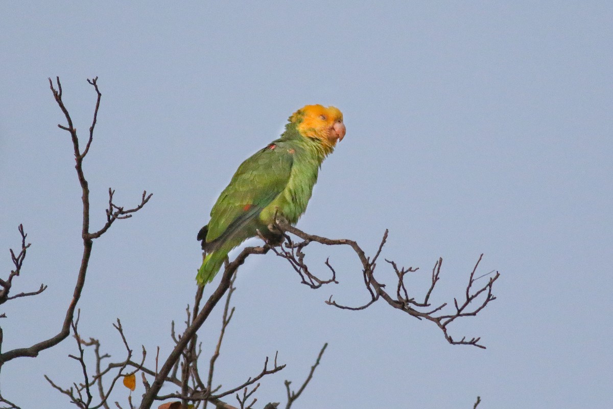 Yellow-headed Parrot - ML126745401