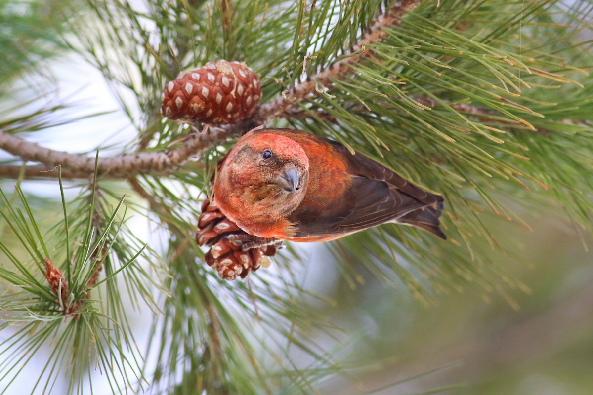 Red Crossbill (Western Hemlock or type 3) - Thomas Ford-Hutchinson