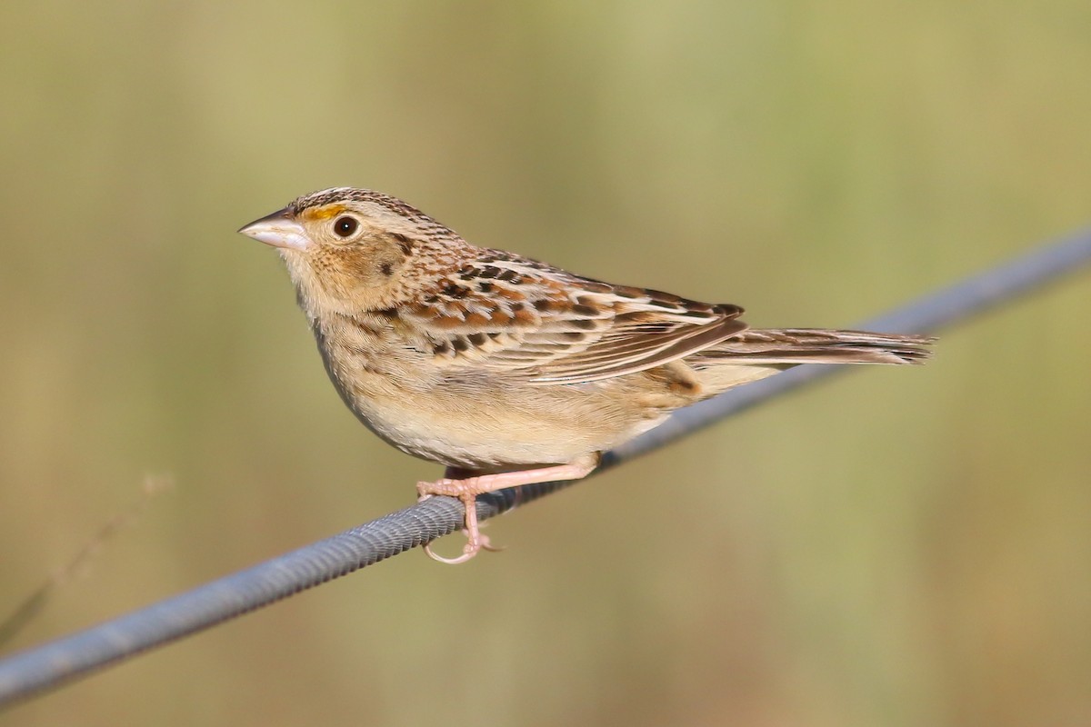 Grasshopper Sparrow - ML126747131
