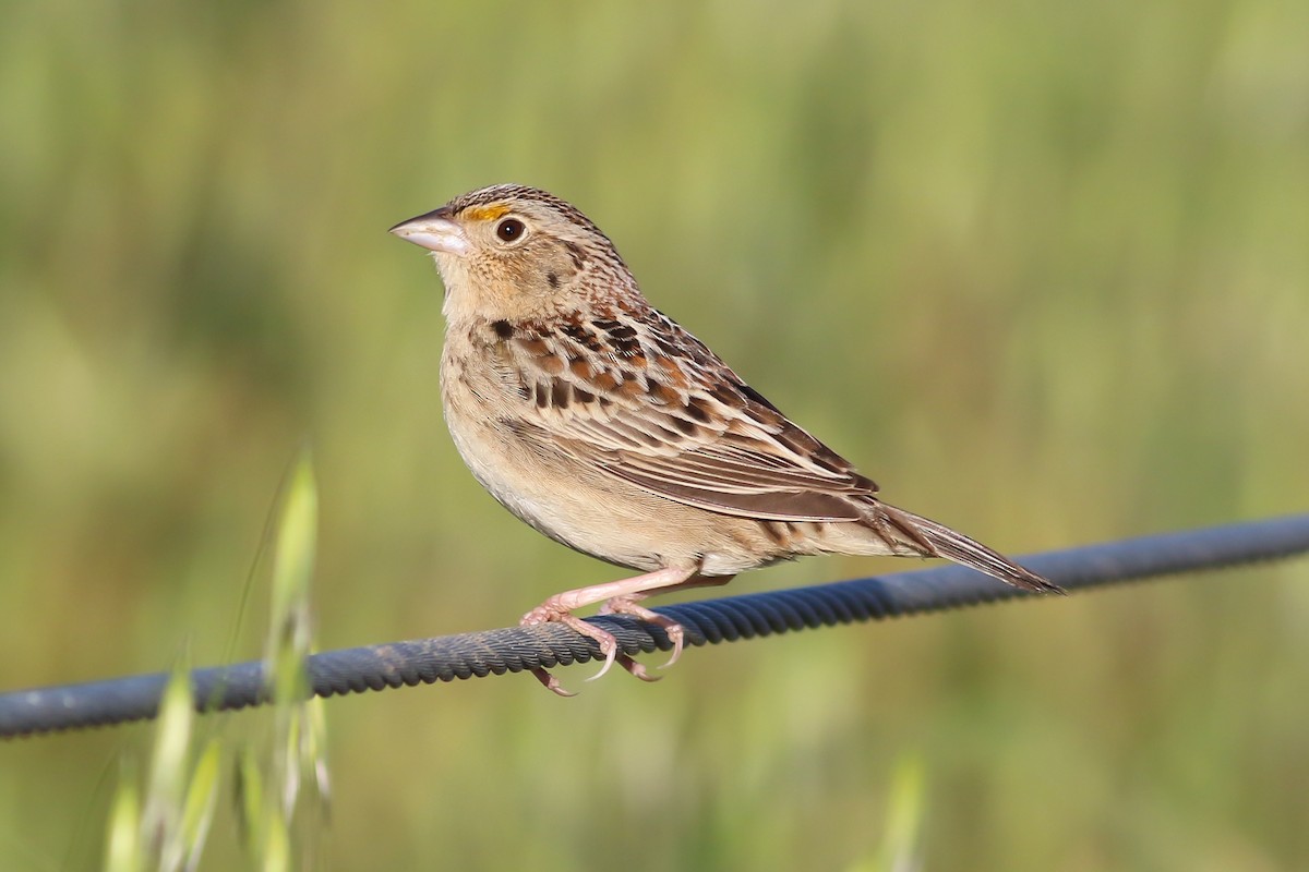 Grasshopper Sparrow - ML126747141