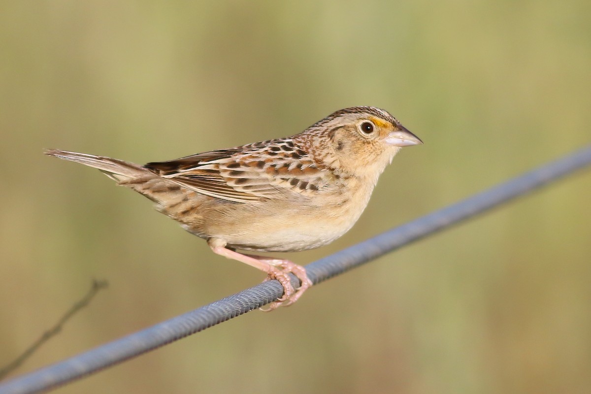 Grasshopper Sparrow - ML126747161