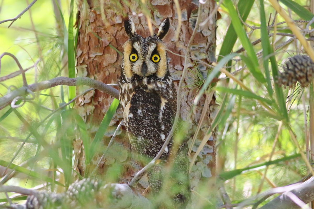 Long-eared Owl - ML126747631