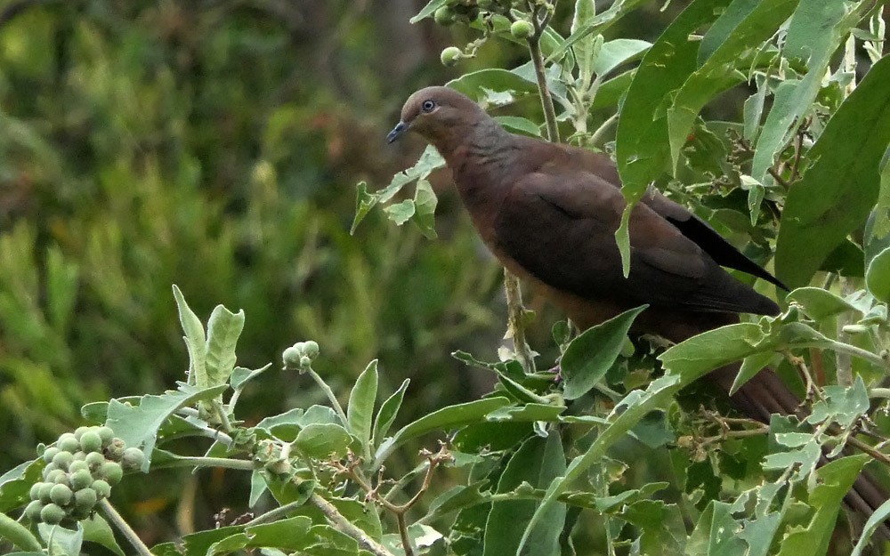 Brown Cuckoo-Dove - ML126754431