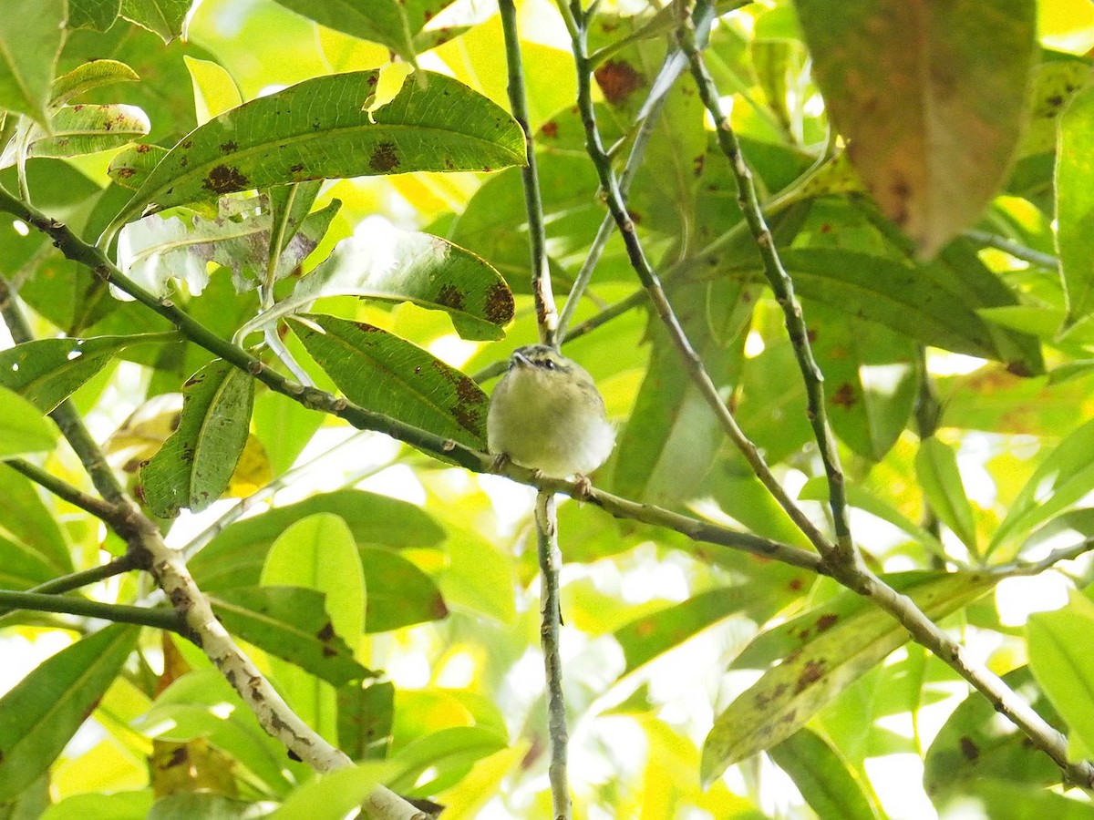 Mountain Leaf Warbler - Sue Chew Yap