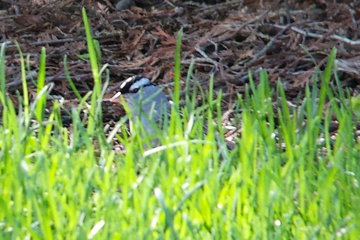 White-crowned Sparrow (leucophrys) - ML126755291
