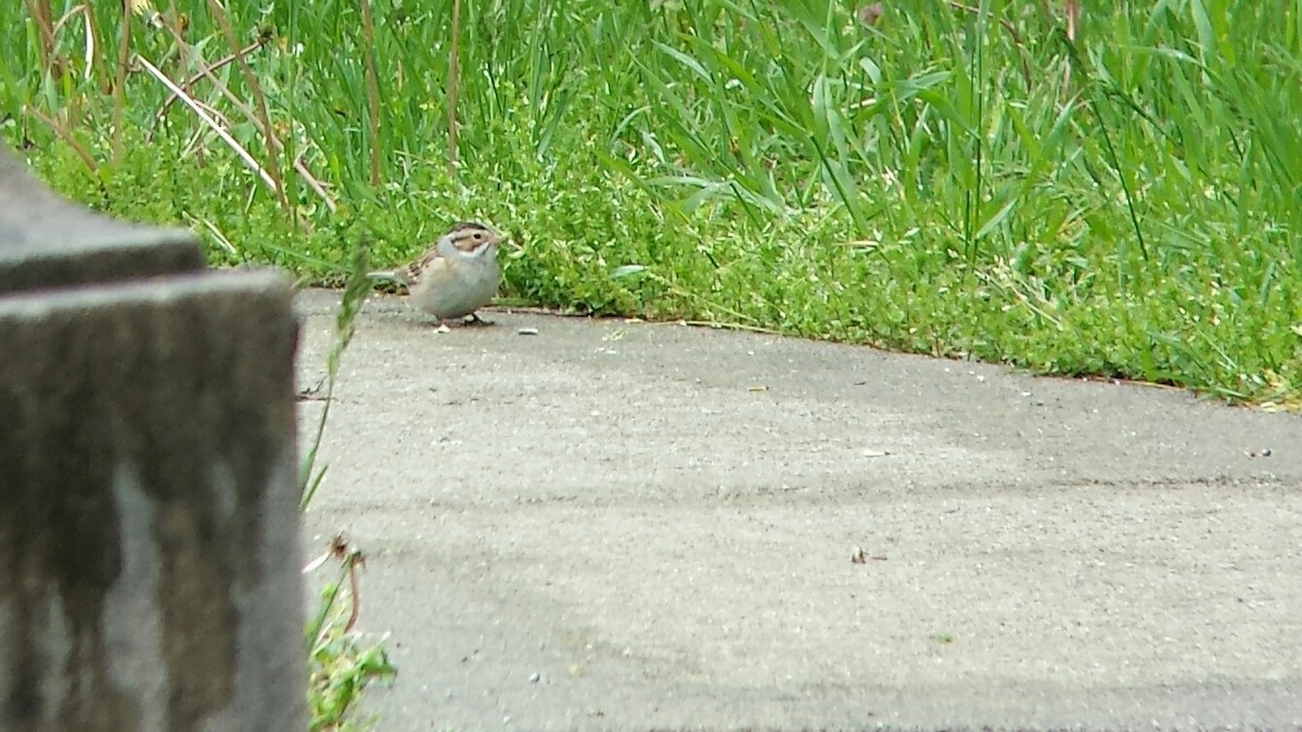 Clay-colored Sparrow - ML126755541