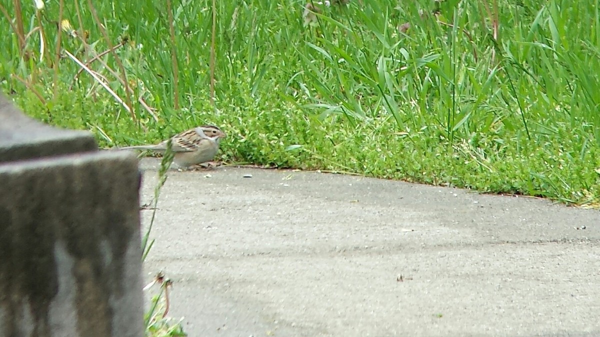 Clay-colored Sparrow - ML126755551