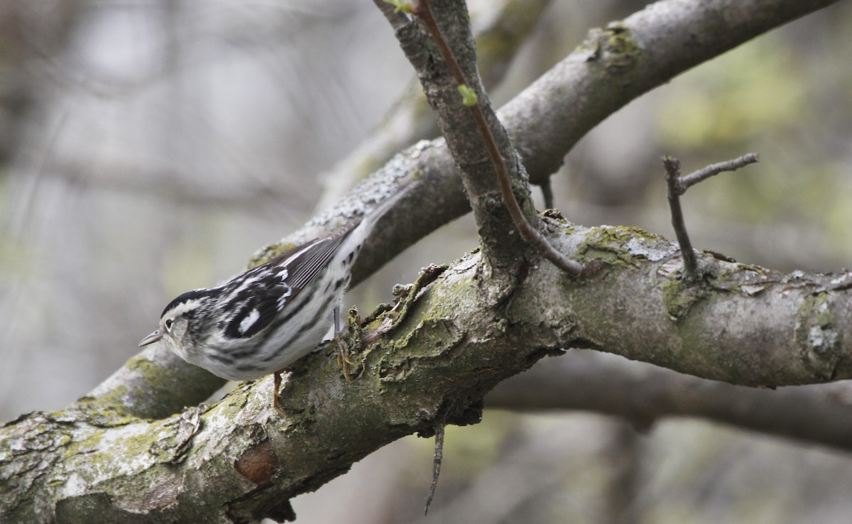 Black-and-white Warbler - ML126755861
