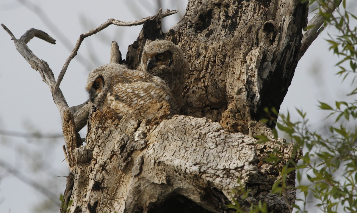 Great Horned Owl - Paul Hurtado