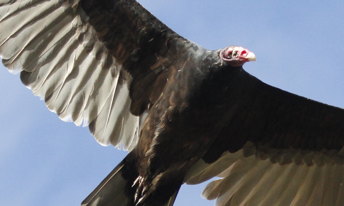 Turkey Vulture - ML126759131