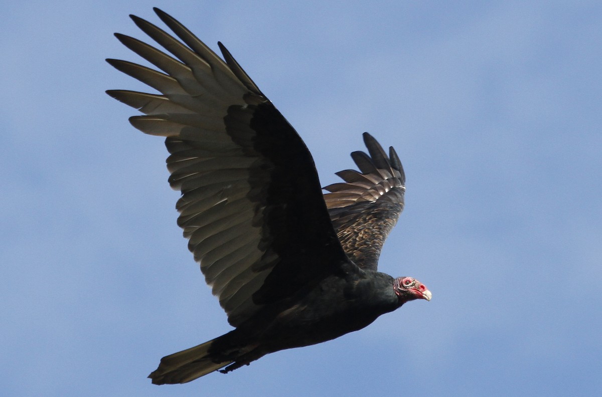 Turkey Vulture - ML126759141