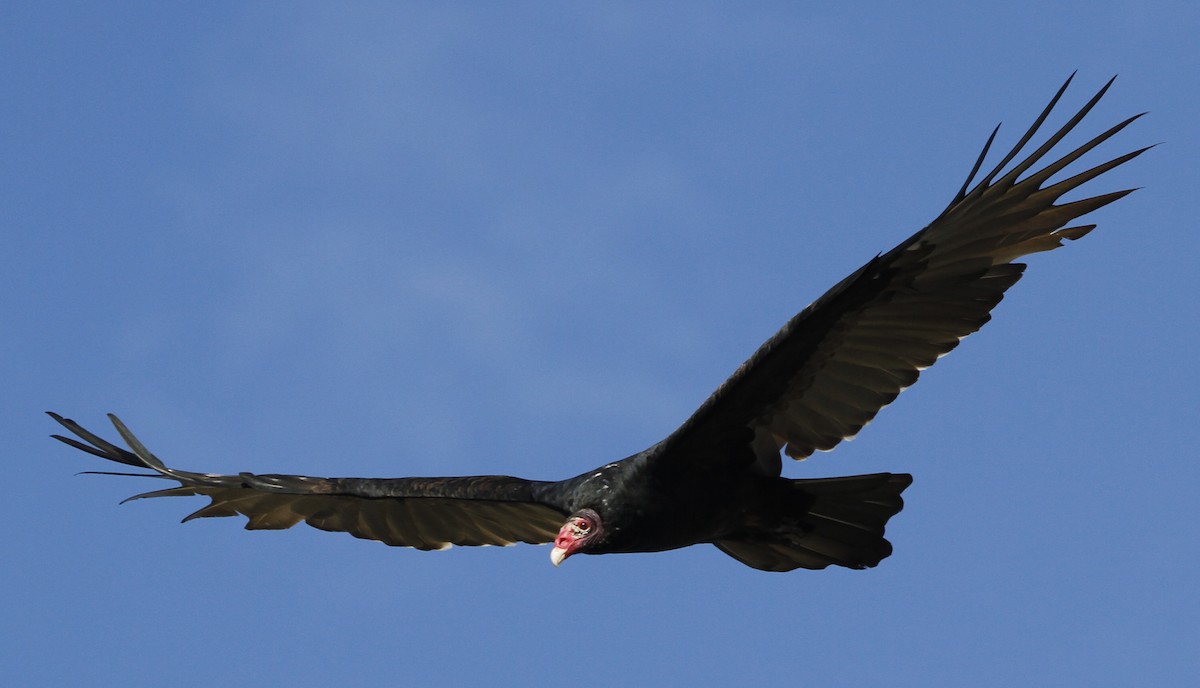 Turkey Vulture - ML126759161