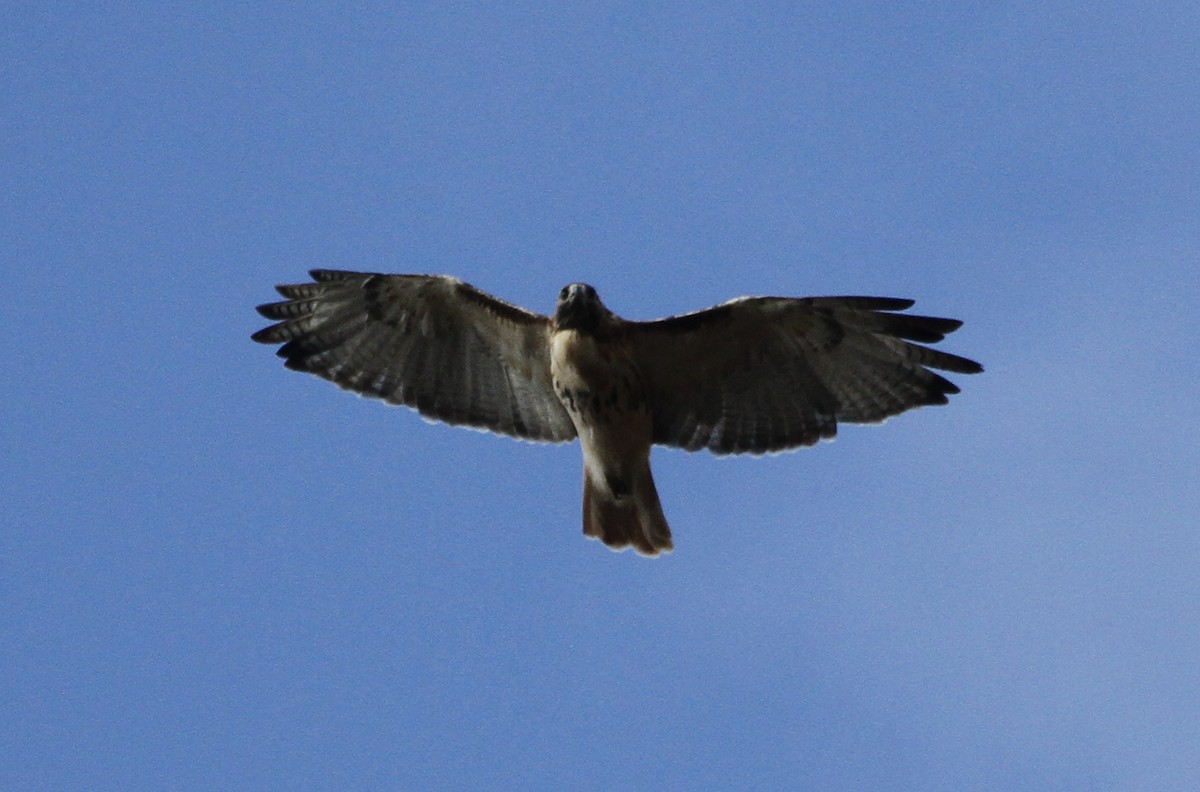 Red-tailed Hawk - Paul Hurtado