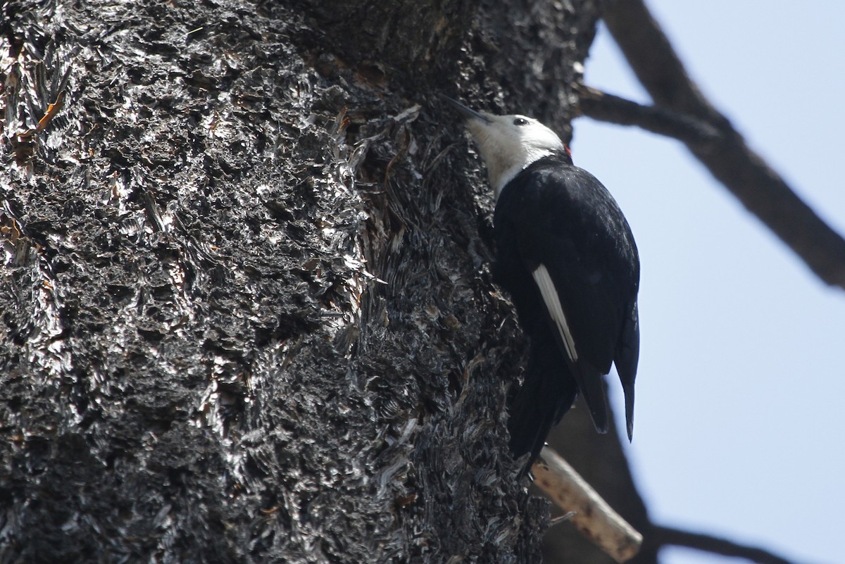 White-headed Woodpecker - Paul Hurtado
