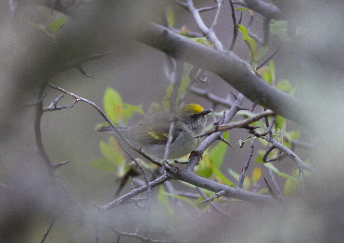 Golden-winged/Blue-winged Warbler - Robert Ostrowski