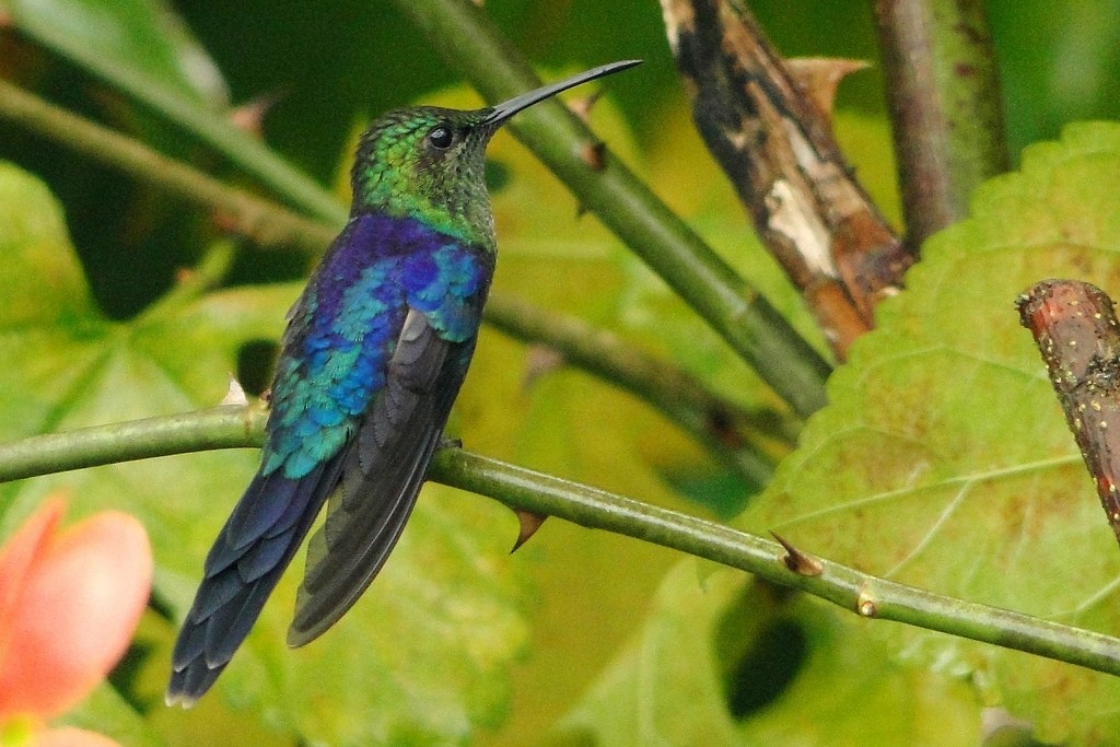 kolibřík pralesní - ML126770891