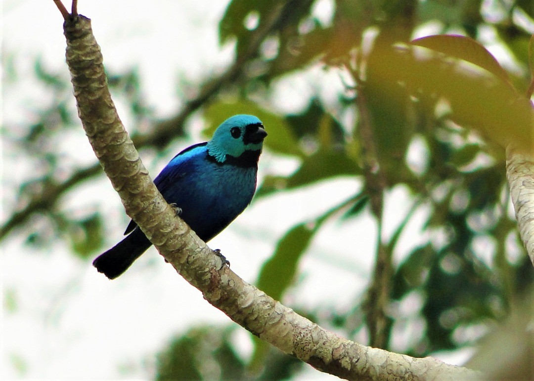 Seven-colored Tanager - ML126771101