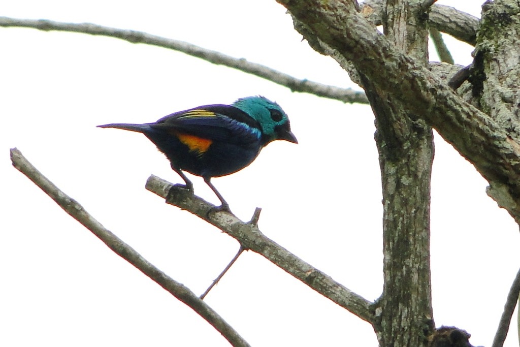 Seven-colored Tanager - ML126771271