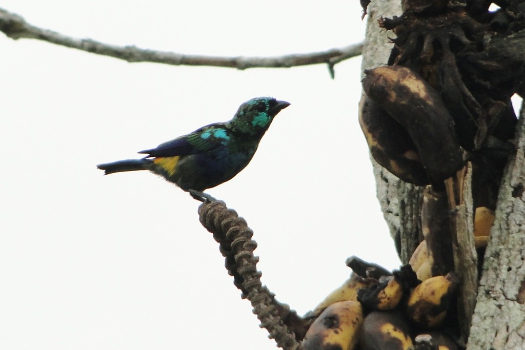 Seven-colored Tanager - ML126771281