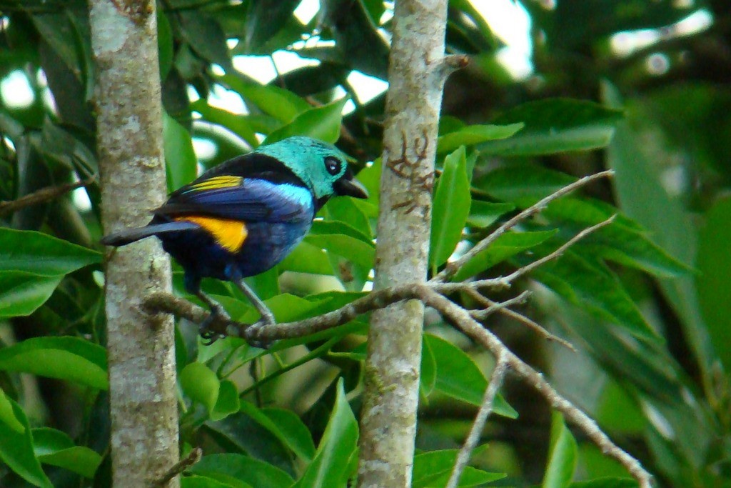 Seven-colored Tanager - ML126771381