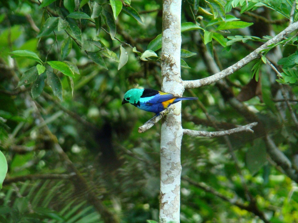 Seven-colored Tanager - ML126771391