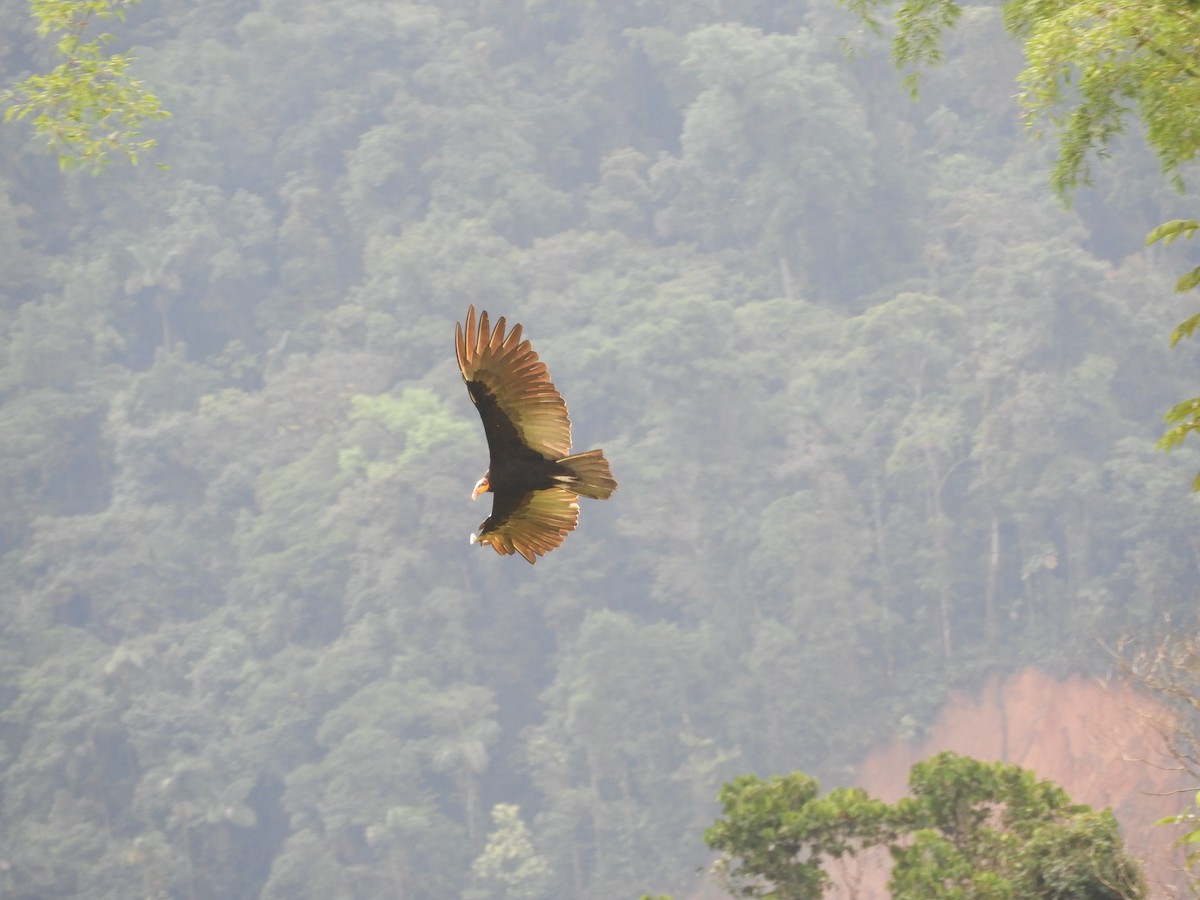Greater Yellow-headed Vulture - Mauricio Cuéllar-Ramírez