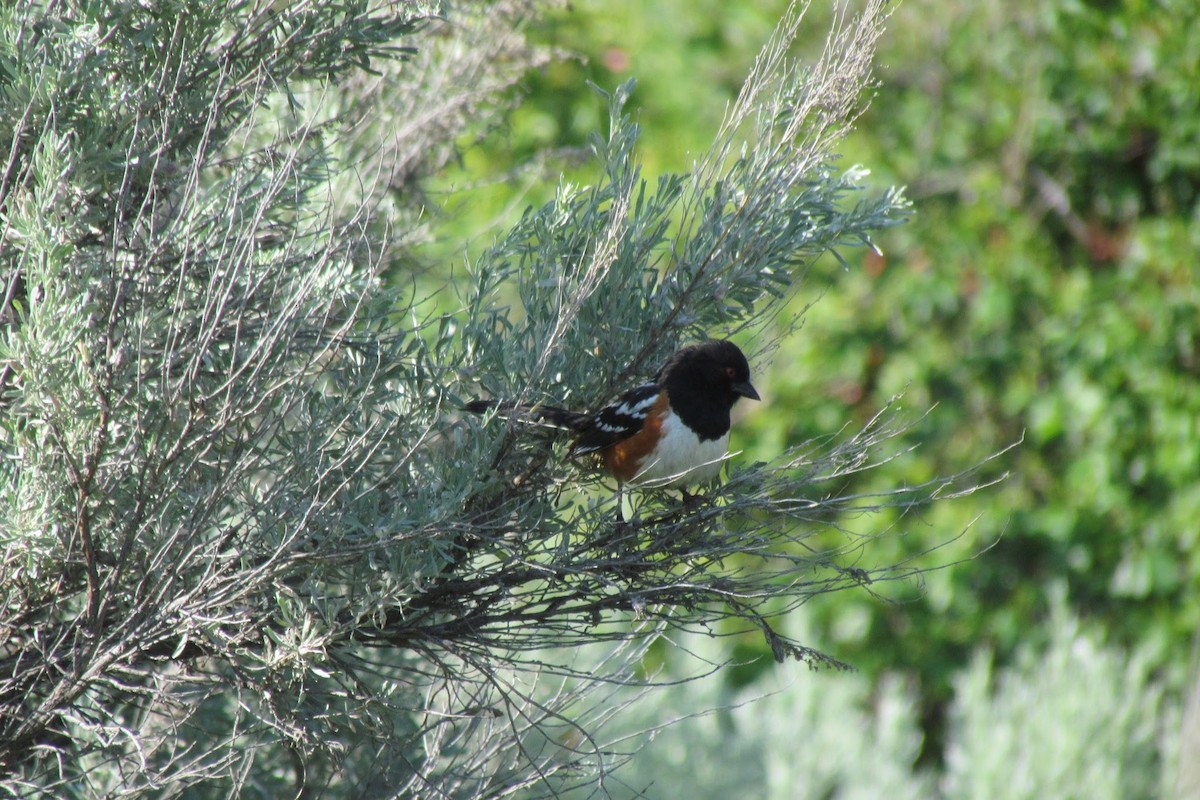 Spotted Towhee - ML126777831