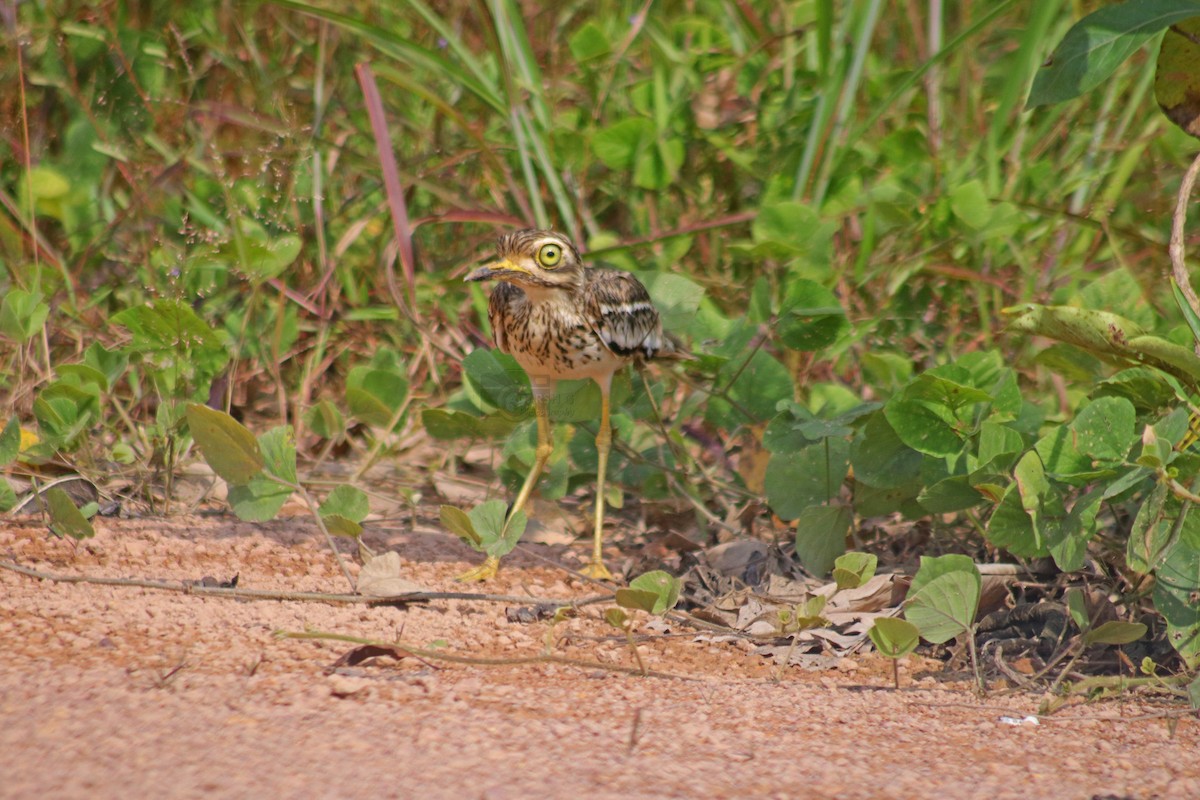 Indian Thick-knee - ADARSH  G
