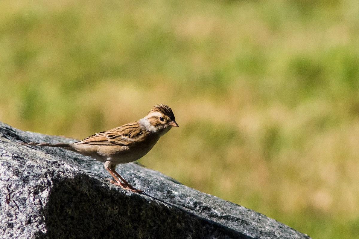 Clay-colored Sparrow - Jeff Bray