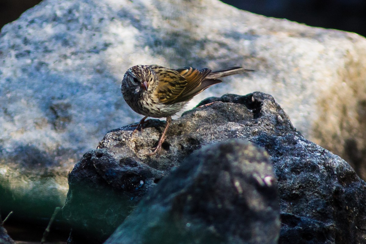 Chipping Sparrow - ML126780971