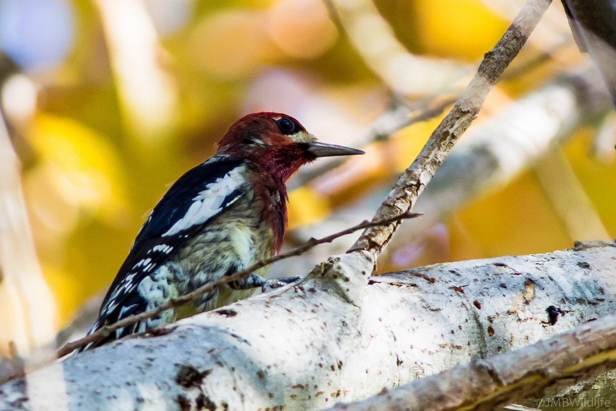 Red-breasted Sapsucker - ML126781161