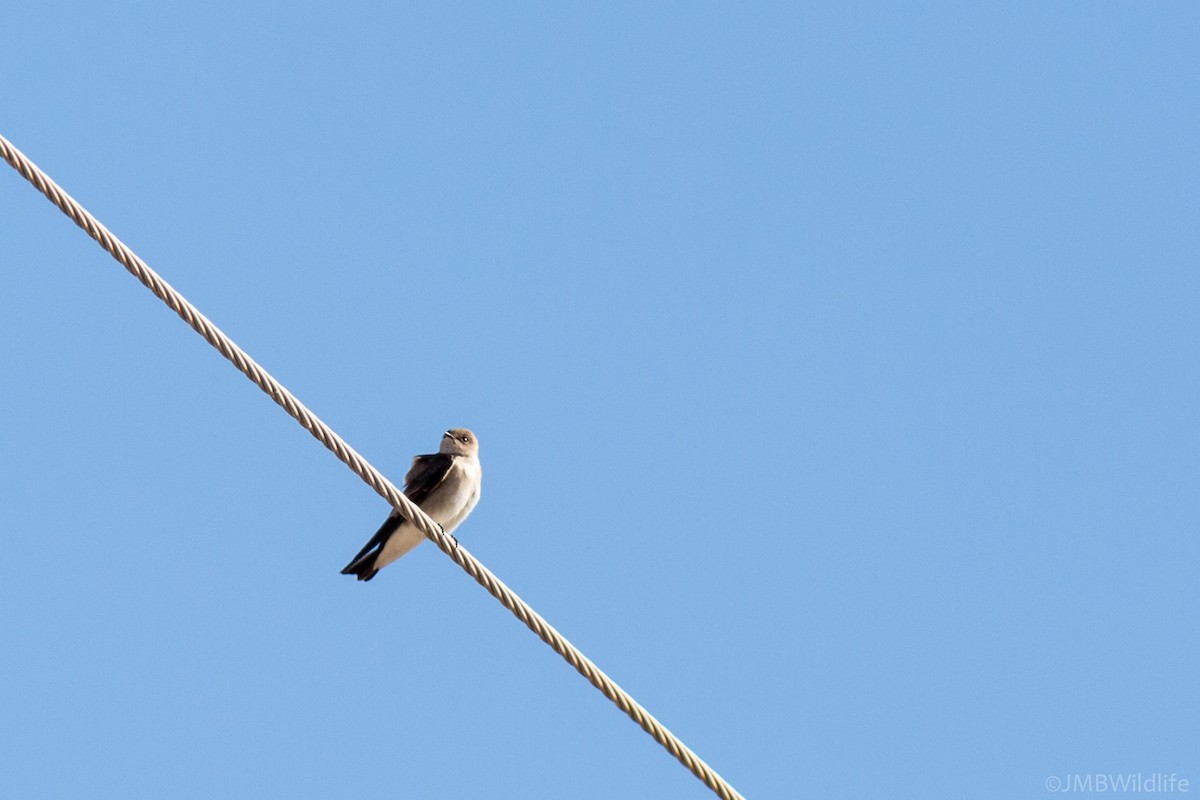 Northern Rough-winged Swallow - ML126782391