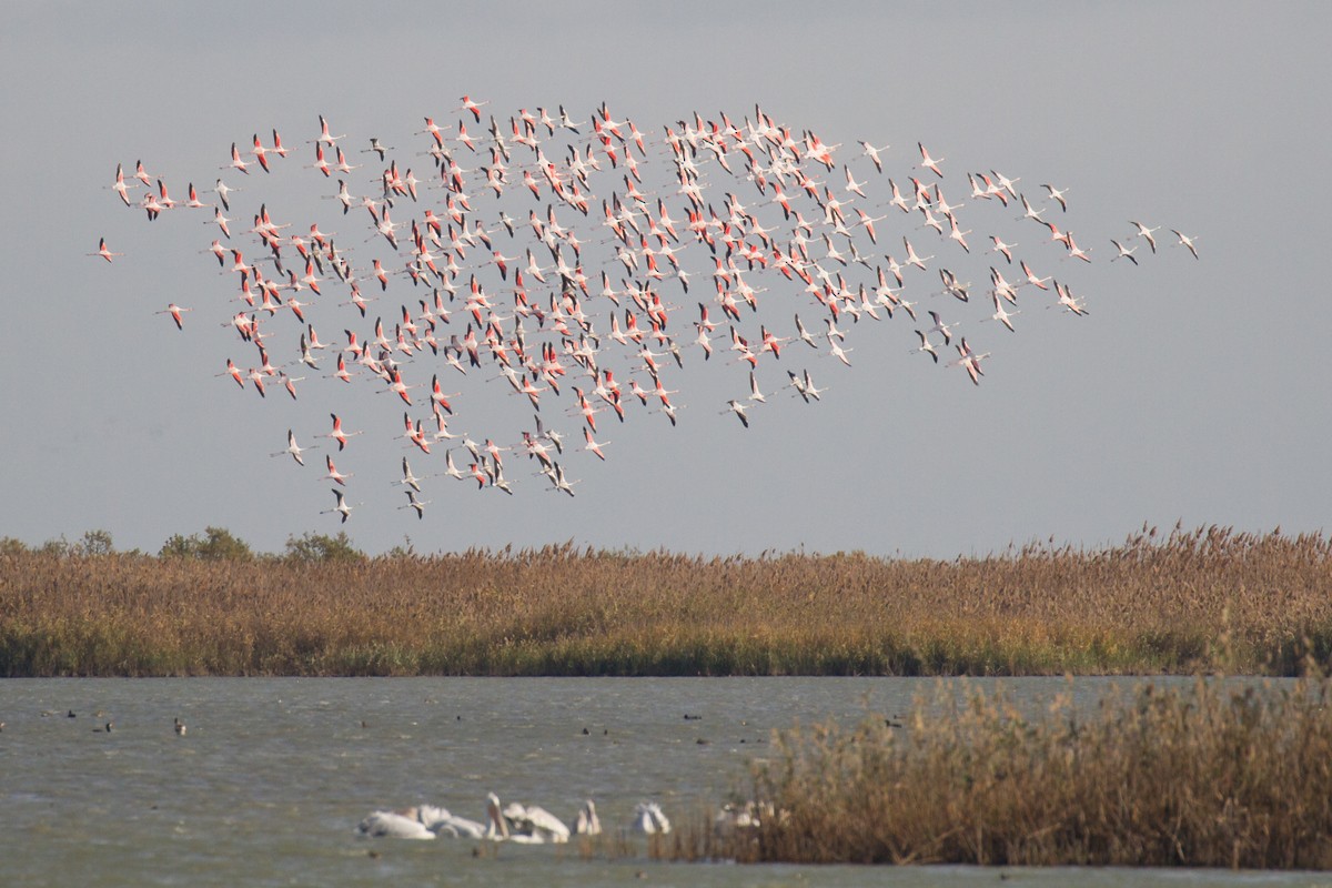 Greater Flamingo - Ric Else