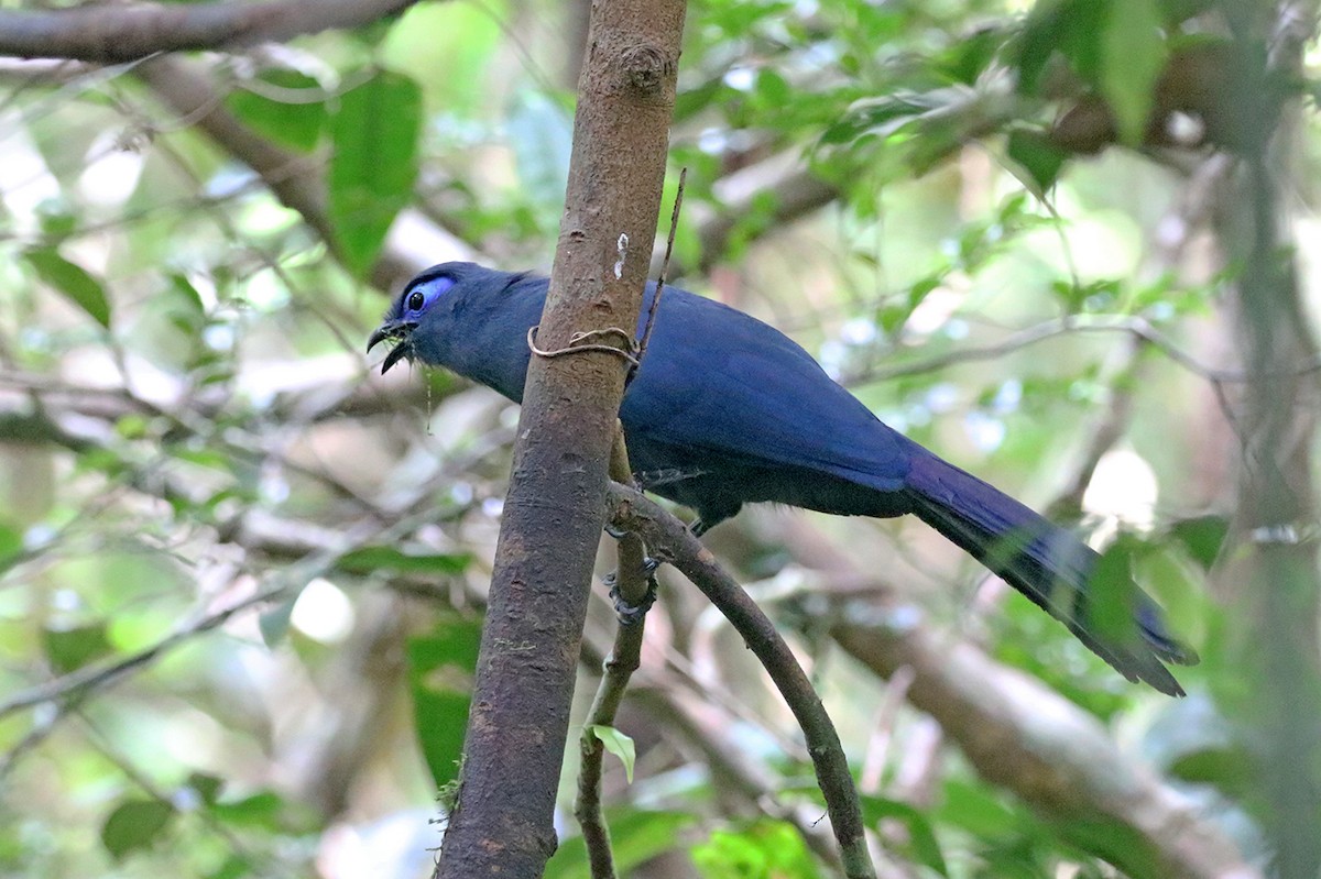 Blue Coua - Charley Hesse TROPICAL BIRDING