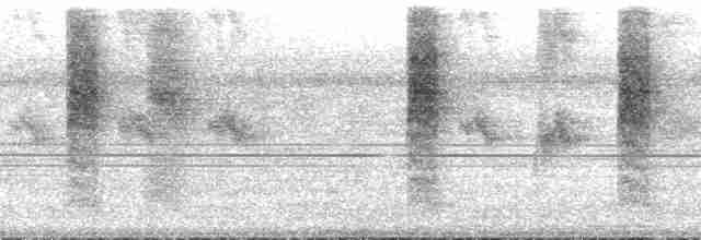 Gri Karınlı Serçe Papağanı (sclateri) - ML126784