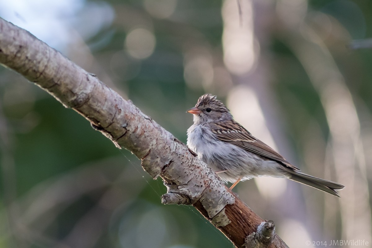 Chipping Sparrow - ML126789171