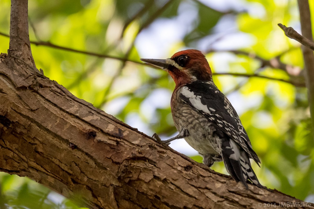 Red-breasted Sapsucker - Jeff Bray
